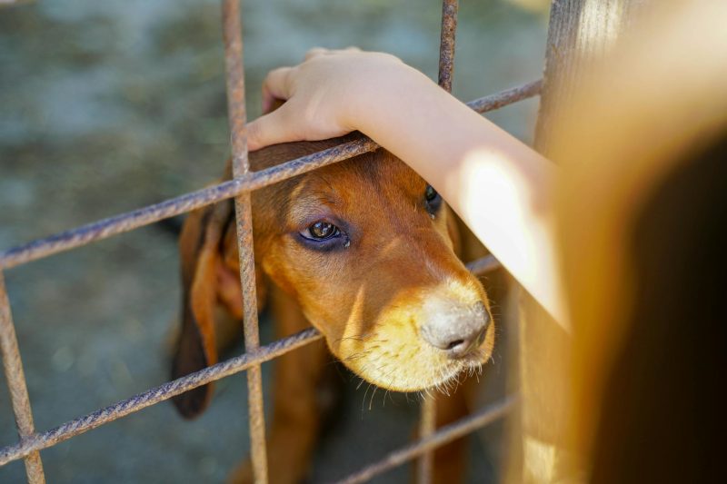 Animal Rescue – How You Can Change a Life (and Maybe Your Own)